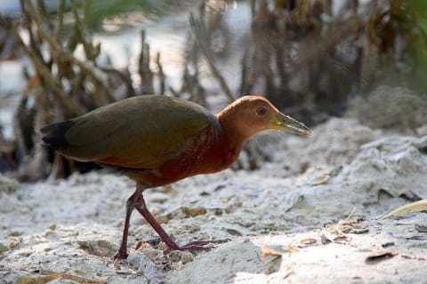 Private Bird Watching Tour from Holbox — photo 12