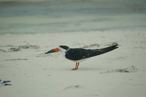 Private Bird Watching Tour from Holbox — photo 13