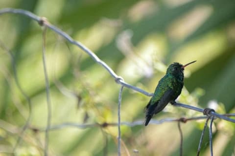 Private Bird Watching Tour from Holbox — photo 14