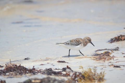 Private Bird Watching Tour from Holbox — photo 15