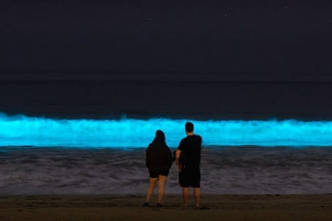 Holbox Bioluminescence Night Tour by Golf Cart — photo 3