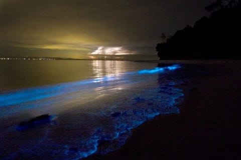Holbox Bioluminescence Night Tour by Golf Cart — photo 4