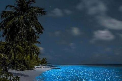 Holbox Bioluminescence Night Tour by Golf Cart — photo 5