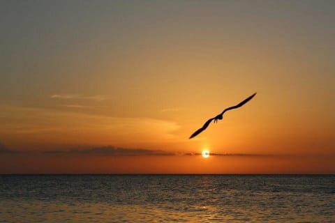 Tour privado al atardecer en Isla Holbox — photo 7