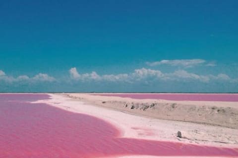 Las Coloradas Amazing Pink Lake & Rio Lagartos from Tulum — photo 13