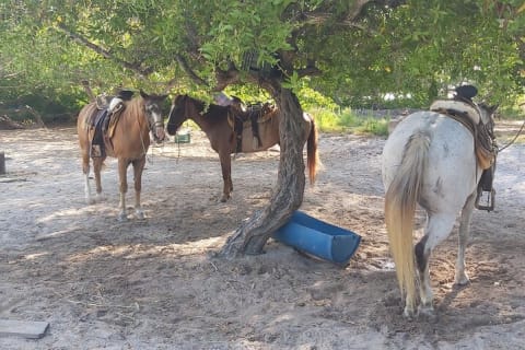 Horseback Riding on the Beaches of Holbox — photo 11
