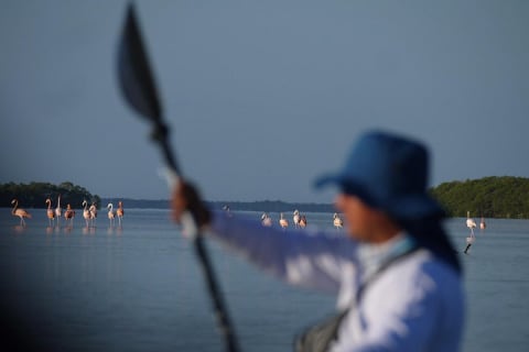 Tour the Mangroves in Kayak by Isla Holbox — photo 3