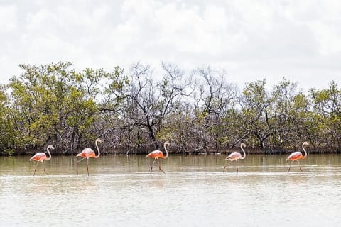 Kayaking Tour Through the Mangroves in Isla Holbox — photo 11