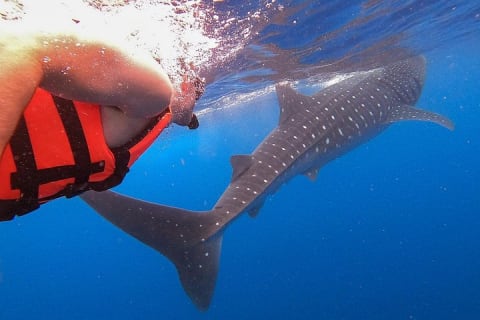 Whale Shark and Snorkeling Adventure from Isla Holbox — photo 1