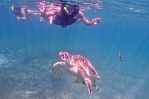 Akumal : snorkeling et photos avec les tortues — photo 11