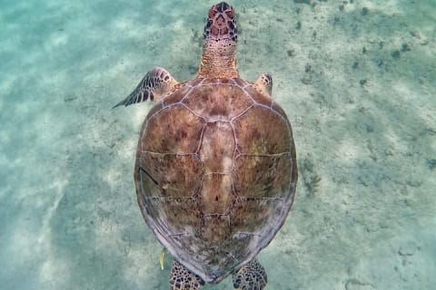 Akumal : snorkeling et photos avec les tortues — photo 10
