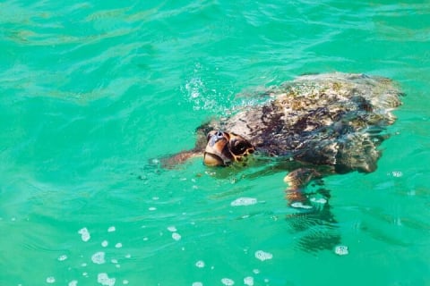 Nature Day, Sian Kaan Biosphere Tour! Transportation from Tulum — photo 2