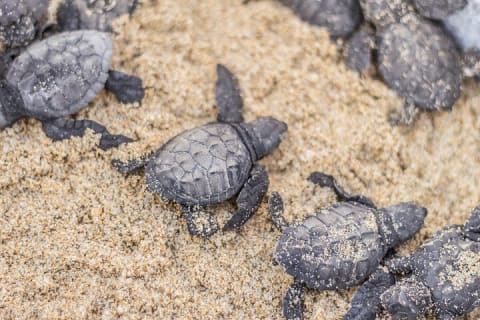 Los Cabos Sunset Turtle Release Conservation Experience — photo 5
