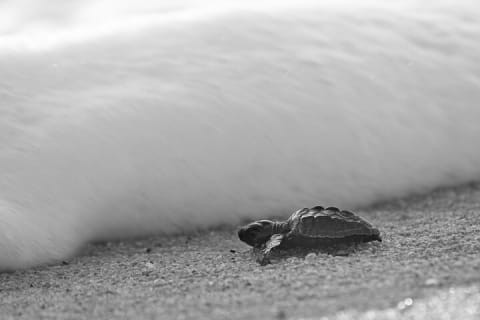 Los Cabos Sunset Turtle Release Conservation Experience — photo 6
