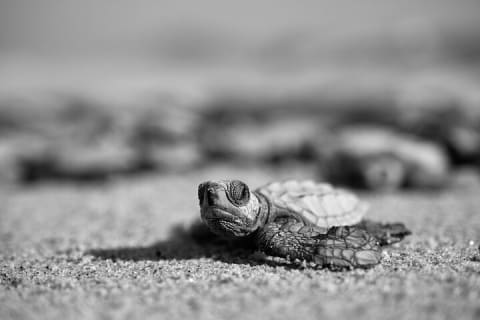 Los Cabos Sunset Turtle Release Conservation Experience — photo 9