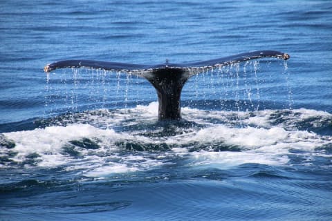 Private Yacht, Sightseeing, Snorkeling and Private beaches — photo 7