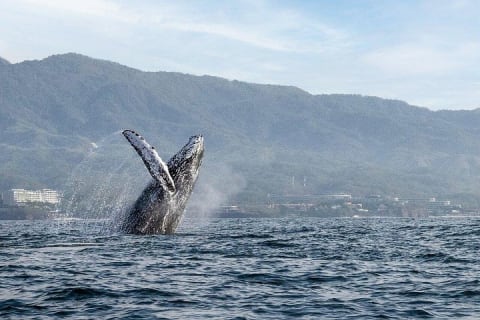 Whale Watching Guaranteed Experience in Puerto Vallarta — photo 1