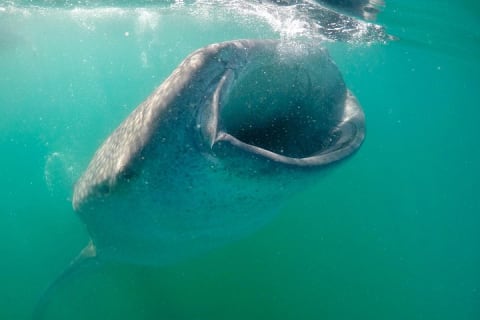 Snorkel con tiburón ballena y lobos marinos en La Paz + tour a Balandra — photo 3