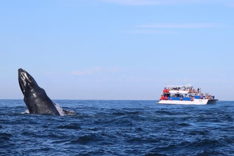 Puerto Vallarta Whale Watching with Lunch and Open Bar — photo 4