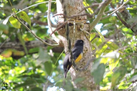 Small-Group Birdwatching Sian Kaan with professional guide — photo 2