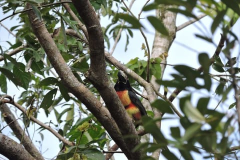 Small-Group Birdwatching Sian Kaan with professional guide — photo 3