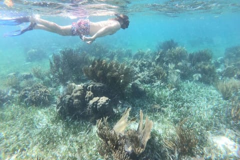 El Cielo the Breathtaking Snorkel Tour of Cozumel Cielito Beach & Lunch Included — photo 9