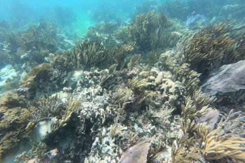 Reef Snorkeling with ATV, Zipline, Cenote that includes lunch and transportation — photo 8