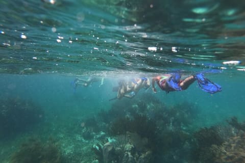 Reef Snorkel, underwater adventure in Puerto Morelos With Transportation & Lunch — photo 6