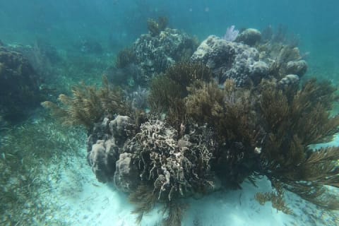 Reef Snorkel, underwater adventure in Puerto Morelos With Transportation & Lunch — photo 8