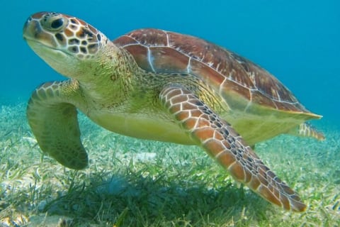 Half Day Private Snorkeling with Turtles and Majestic Cenotes — photo 2