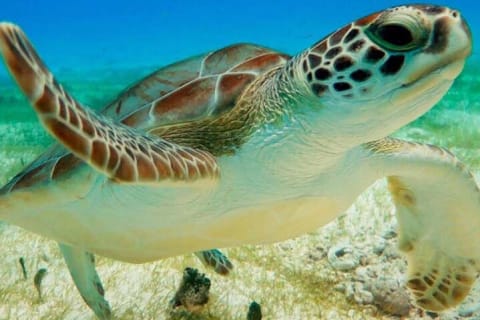 Half Day Private Snorkeling with Turtles and Majestic Cenotes — photo 1
