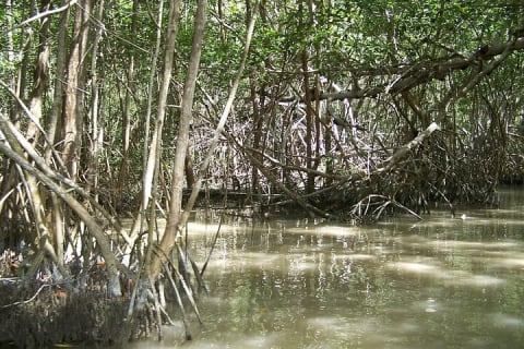 Plage de Celestún et balade en bateau dans les mangroves depuis Mérida — photo 13