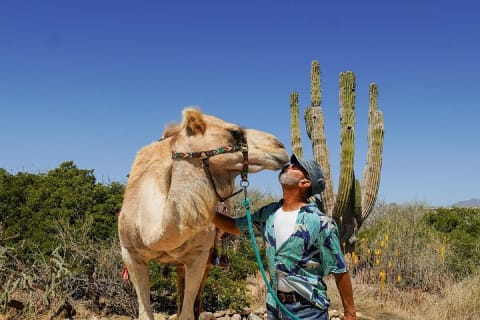 Magical Todos Santos Tour with Camel Ranch, Lunch, and Tequila — photo 1