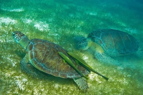 Private Yal-ku and Akumal Experience — photo 5
