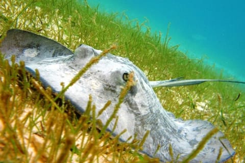 Private Yal-ku and Akumal Experience — photo 7