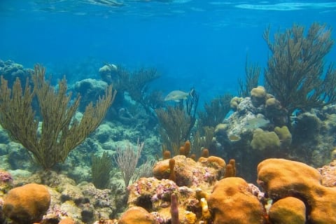 Private Yal-ku and Akumal Experience — photo 8
