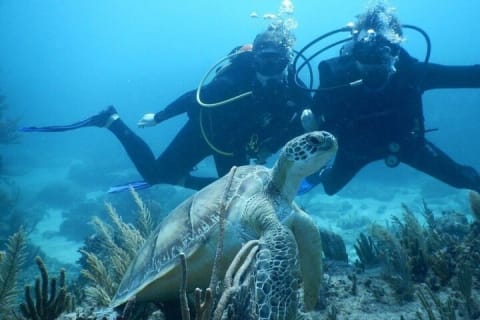 Wonders of the Underwater World: Discover Scuba Diving in Tulum — photo 7