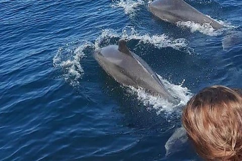 Rencontre avec des dauphins sauvages et aventure de snorkeling — photo 2