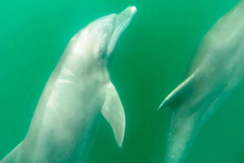 Rencontre avec des dauphins sauvages et aventure de snorkeling — photo 6