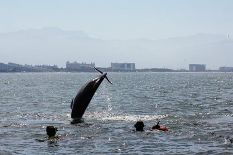 Rencontre avec des dauphins sauvages et aventure de snorkeling — photo 5