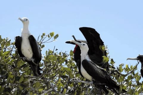 Paseo en lancha por la playa y los manglares de Celestún desde Mérida — photo 13