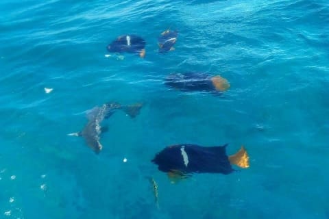 Guaranteed Hidden Beach • Small Group Tour • Punta Mita — photo 12