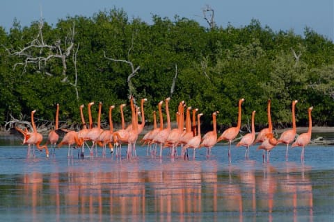 Las Coloradas — photo 8