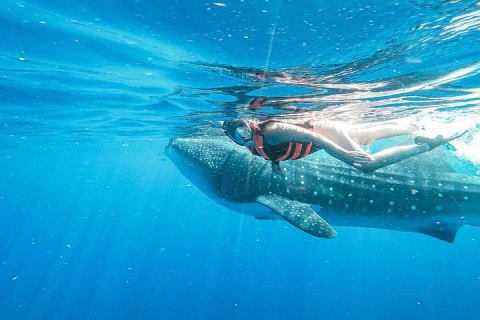 Aventura con tiburón ballena en Isla Mujeres y Cancún — photo 6