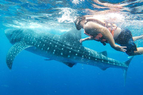 Aventura con tiburón ballena en Isla Mujeres y Cancún — photo 2