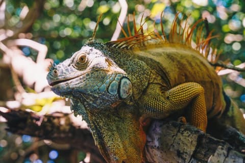 Wildlife Eco Tour on the coast of Oaxaca. — photo 4