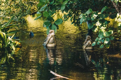 Wildlife Eco Tour on the coast of Oaxaca. — photo 6