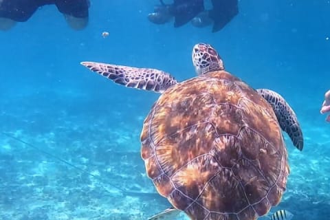 2-Hour Snorkeling in Two Spots of Tulum's Reef — photo 15