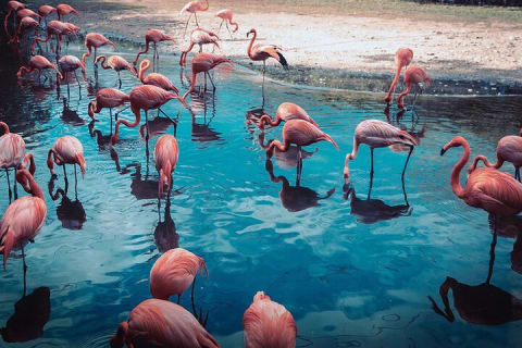 Las Coloradas Amazing Pink Lake & Rio Lagartos from Tulum — photo 12