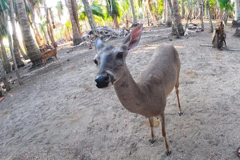 Excursion d'une demi-journée à Ventanilla, Mazunte, Zipolite et Puerto Ángel — photo 11